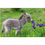 5D Diamond Painting Baby Donkey Smelling Flowers Kit