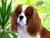 5D Diamond Painting Cavalier King Charles Spaniel By the Plants Kit