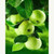 5D Diamond Painting Green Apples Kit