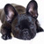 5D Diamond Painting Resting French Bulldog Kit