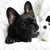 5D Diamond Painting French Bulldog Puppy & His Toy Kit