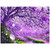 5D Diamond Painting Purple Blossoms in the Wind Kit