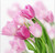 5D Diamond Painting Shades of Pink Tulips Kit