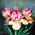 5D Diamond Painting Pink And Yellow Irises Kit