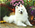 5D Diamond Painting American Eskimo Dog Kit