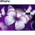 5D Diamond Painting Purple Butterflies Kit