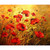 5D Diamond Painting Poppies in the Sunlight Kit