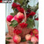 5D Diamond Painting Apple and Berry Basket Kit