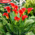 5D Diamond Painting Red Calla Lily Kit