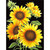 5D Diamond Painting Black Background Sunflowers Kit