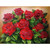 5D Diamond Painting Bunch of Red Roses Kit