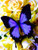 5D Diamond Painting Purple Butterfly on Yellow Roses Kit