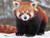 5D Diamond Painting Red Panda in the Snow Kit