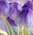 5D Diamond Painting Purple Tulips Kit