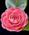 5D Diamond Painting Perfect Petal Pink Rose Kit