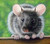 5D Diamond Painting Mouse on a Fence Kit