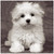 5D Diamond Painting Little Fluffy White Puppy Kit