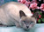 5D Diamond Painting Blue Point Siamese Kit