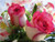 5D Diamond Painting White and Pink Blooming Rosebuds Kit