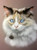 5D Diamond Painting Dark Tipped Ear Cat Kit