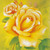 5D Diamond Painting Yellow Roses and Leaves Kit