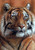 5D Diamond Painting Striped Tiger Kit