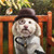 5D Diamond Painting Monocle and Hat Puppy Kit