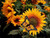 5D Diamond Painting Sunflowers and a Yellow Monarch Butterfly Kit