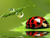 5D Diamond Painting Lady Bug Lilly Pad Kit