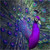 5D Diamond Painting Purple Peacock Kit