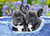 5D Diamond Painting Blue Basket French Bulldog Puppies Kit