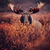 5D Diamond Painting Moose in the Tall Brush Kit