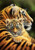 5D Diamond Painting Green Eyes Tiger Cub Kit