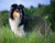 5D Diamond Painting Sheltie Collie in the Tall Grass Kit