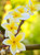 5D Diamond Painting Yellow and White Flowers Kit