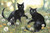 5D Diamond Painting Black Cats in the Dandelions Kit