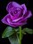 5D Diamond Painting Single Purple Rose Kit