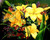 5D Diamond Painting Yellow Flowers Kit