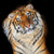 5D Diamond Painting Orange Eye Tiger Kit