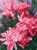 5D Diamond Painting Pink Petal Flowers Kit