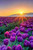 5D Diamond Painting Sunrise Purple Tulip Field Kit