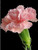 5D Diamond Painting Single Pink Carnation Kit