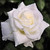 5D Diamond Painting Single White Rose Kit