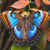 5D Diamond Painting Blue and Brown Butterfly Kit