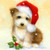 5D Diamond Painting Fluffy Christmas Puppy Kit