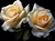 5D Diamond Painting Two Pale Yellow Roses Kit