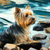 5D Diamond Painting Yorkie by the Water Kit