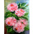 5D Diamond Painting Pink Roses and Green Leaves Kit