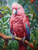 5D Diamond Painting Pink Parrot Kit
