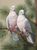 5D Diamond Painting Doves in the Pine Trees Kit
